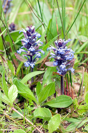 Ajuga reptans, Bugle