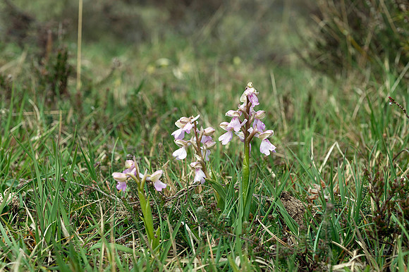 Anacamptis  morio, Green-veined Orchid, New Forest 4th May 2015