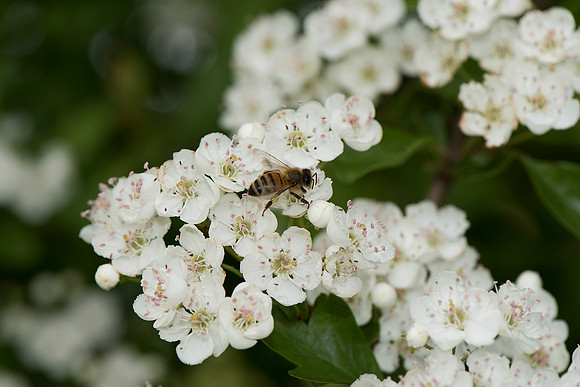 Crataegus monogyna with Apis mellifera, Hawthorn with Honey Bee