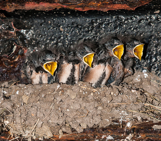 Hirundo rustica, Barn Swallow chicks.
