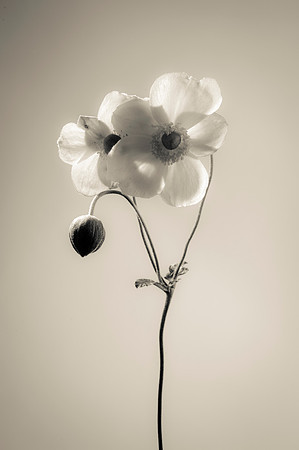 Anemone hupehensis "Japanese Wind-flower"
