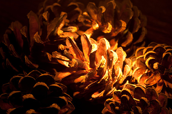 Pinus sylvestris "Scots pine" cones