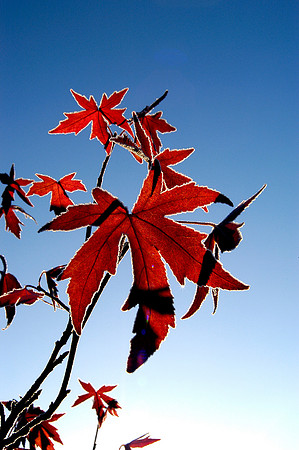 Liquidambar styraciflua "American sweet gum"