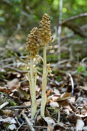 Neottia nidus-avis, Bird's nest orchid