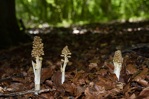 Neottia nidus-avis, Bird's nest orchid