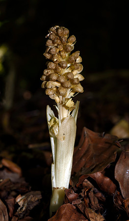 Neottia nidus-avis, Bird's nest orchid
