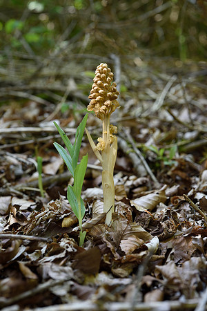 Neottia nidus-avis, Bird's nest orchid