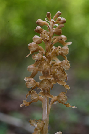 Neottia nidus-avis, Bird's nest orchid
