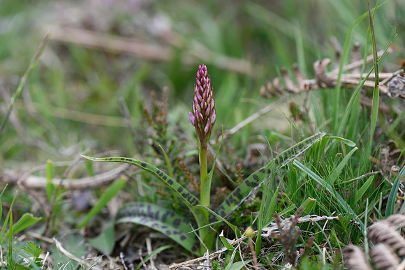 Dactylorhiza maculata, Heath Spotted Orchid, New Forest 25th May 2015