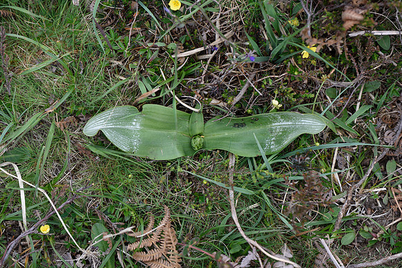 Platanthera bifolia, Lesser Butterfly Orchid