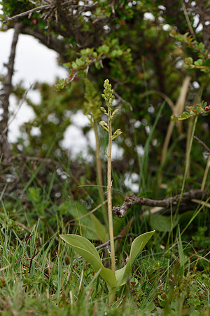 Neottia ovata, Common Twayblade