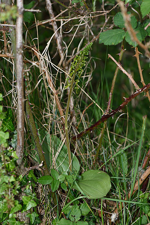 Neottia ovata, Common Twayblade
