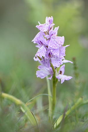 Dactylorhiza maculata, Heath Spotted Orchid, New Forest 25th May 2015