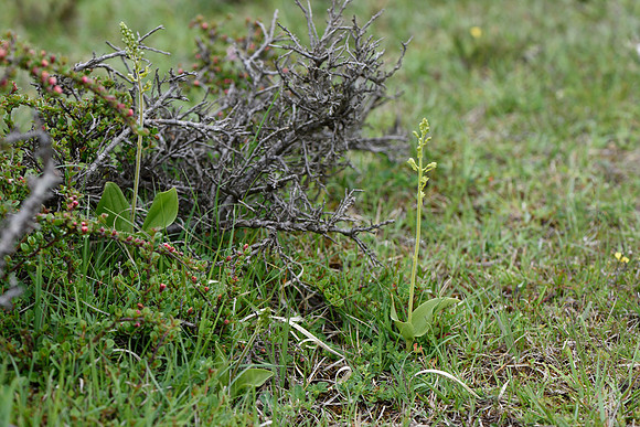 Neottia ovata, Common Twayblade
