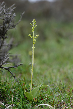 Neottia ovata, Common Twayblade