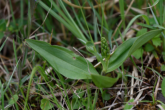Neottia ovata, Common Twayblade