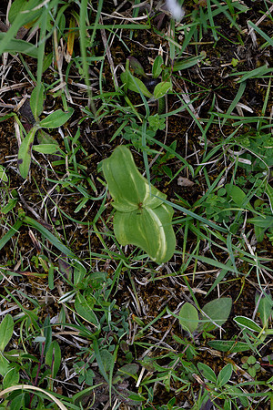 Neottia ovata, Common Twayblade