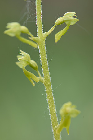 Neottia ovata, Common Twayblade