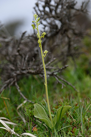 Neottia ovata, Common Twayblade