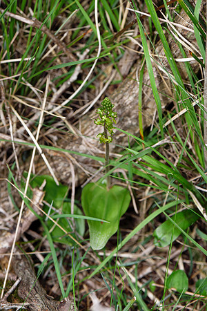 Neottia ovata, Common Twayblade
