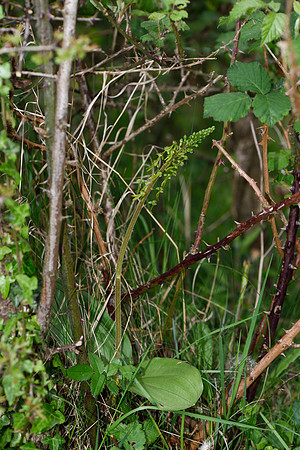 Neottia ovata, Common Twayblade