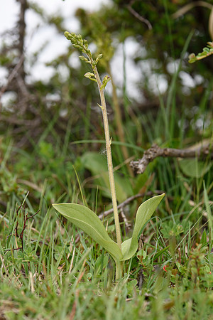 Neottia ovata, Common Twayblade
