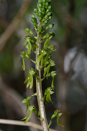 Neottia ovata, Common Twayblade