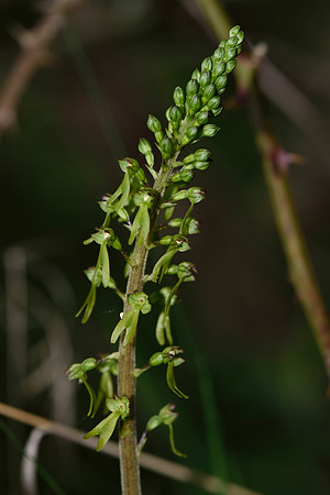 Neottia ovata, Common Twayblade