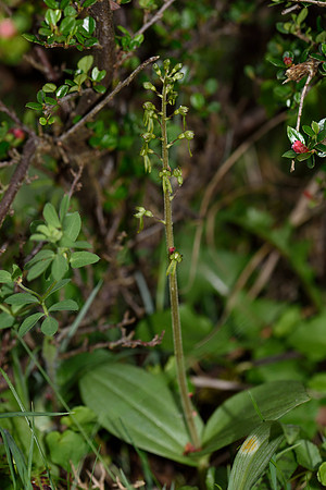 Neottia ovata, Common Twayblade