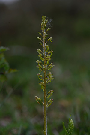 Neottia ovata, Common Twayblade
