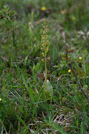 Neottia ovata, Common Twayblade