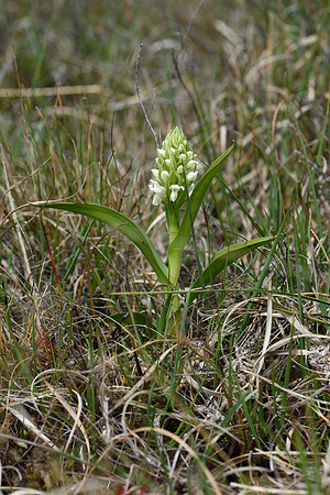Dactylorhiza incarnata, Early Marsh Orchid, New Forest 25th May 2015