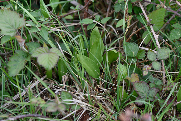 Epipactis sp. Helleborine