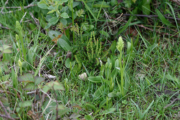 Platanthera bifolia, Lesser Butterfly Orchids in bud