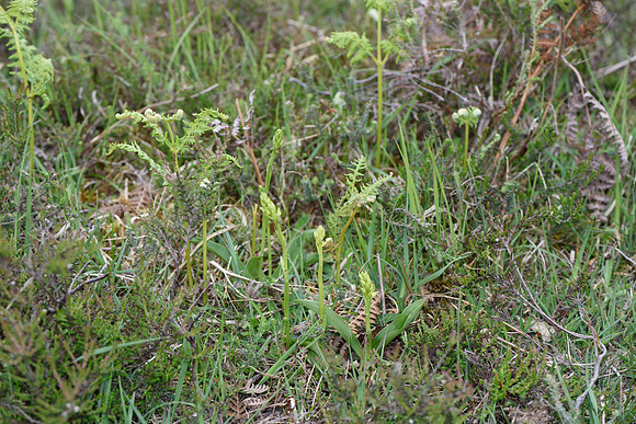 platanthera bifolia, Lesser Butterfly Orchids in bud