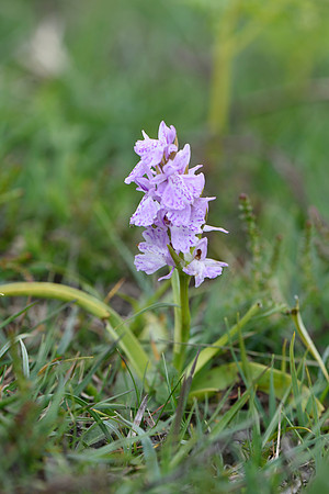Dactylorhiza maculata, Heath Spotted Orchid, New Forest 25th May 2015