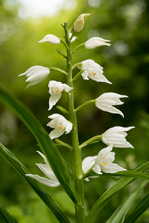 Cephalanthera longifolia, Sword-leaved Helleborine.