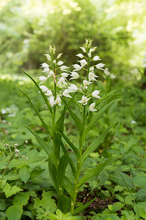 Cephalanthera longifolia, Sword-leaved Helleborine.
