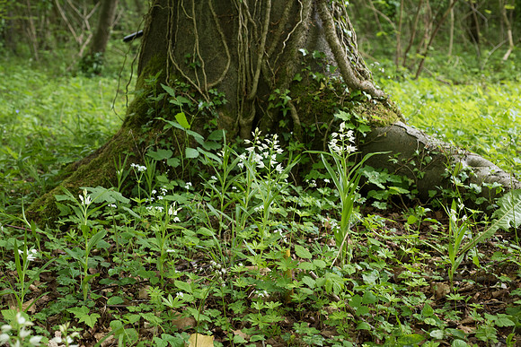 Cephalanthera longifolia, Sword-leaved Helleborine.