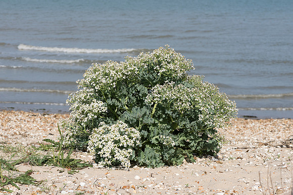 Crambe maritima, Sea Kale, Calshot May 26th 2015