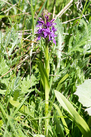 Dactylorhiza incarnata, Early Marsh Orchid, New Forest 26th May 2015