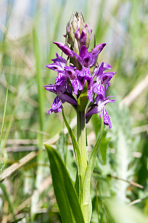 Dactylorhiza incarnata, Early Marsh Orchid, New Forest 26th May 2015