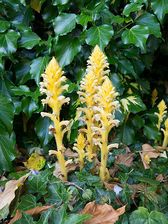 Orobanche hederae, Ivy Broomrape. Winchester May 28th 2015
