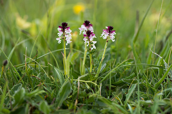 Neotinea ustulata, Burnt-tip Orchid, Wiltshire May 29th 2015