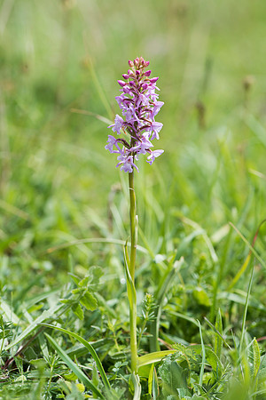 Gymnadenia conopsea - Common/Chalk Fragrant Orchid, Wiltshire May 29th 2015