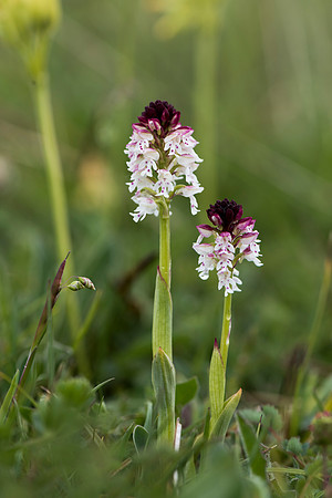 Neotinea ustulata, Burnt-tip Orchid, Wiltshire May 29th 2015