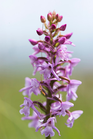 Gymnadenia conopsea - Common/Chalk Fragrant Orchid, Wiltshire May 29th 2015