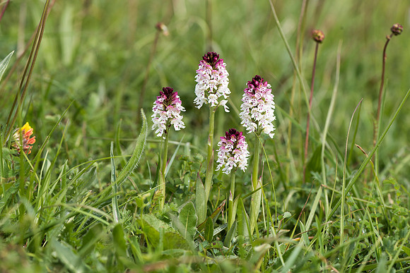 Neotinea ustulata, Burnt-tip Orchid, Wiltshire May 29th 2015