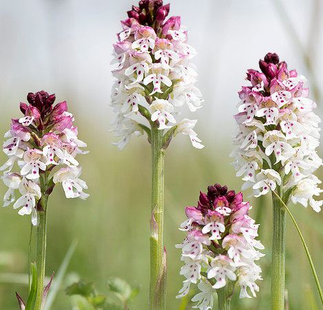 Neotinea ustulata, Burnt-tip Orchid, Wiltshire May 29th 2015