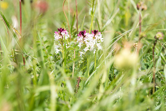 Neotinea ustulata, Burnt-tip Orchid, Wiltshire May 29th 2015
